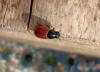 Aphodius sp.